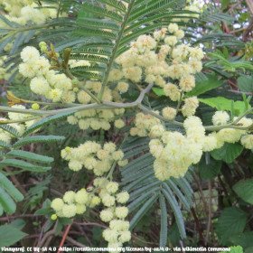 Acacia mearnsii, late black wattle, green wattle
